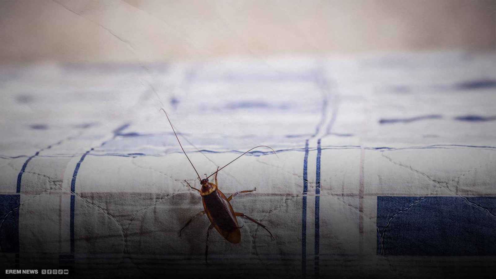 قرار متهور.. بلع صرصار يرسل امرأة إلى العناية المركزة (فيديو إرم)