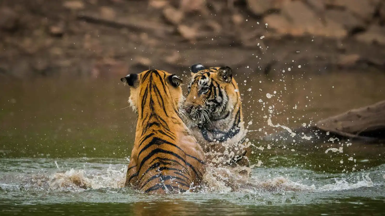 قوالب الثلج تخفف وطأة لهيب الصيف على الحيوانات في أربيل