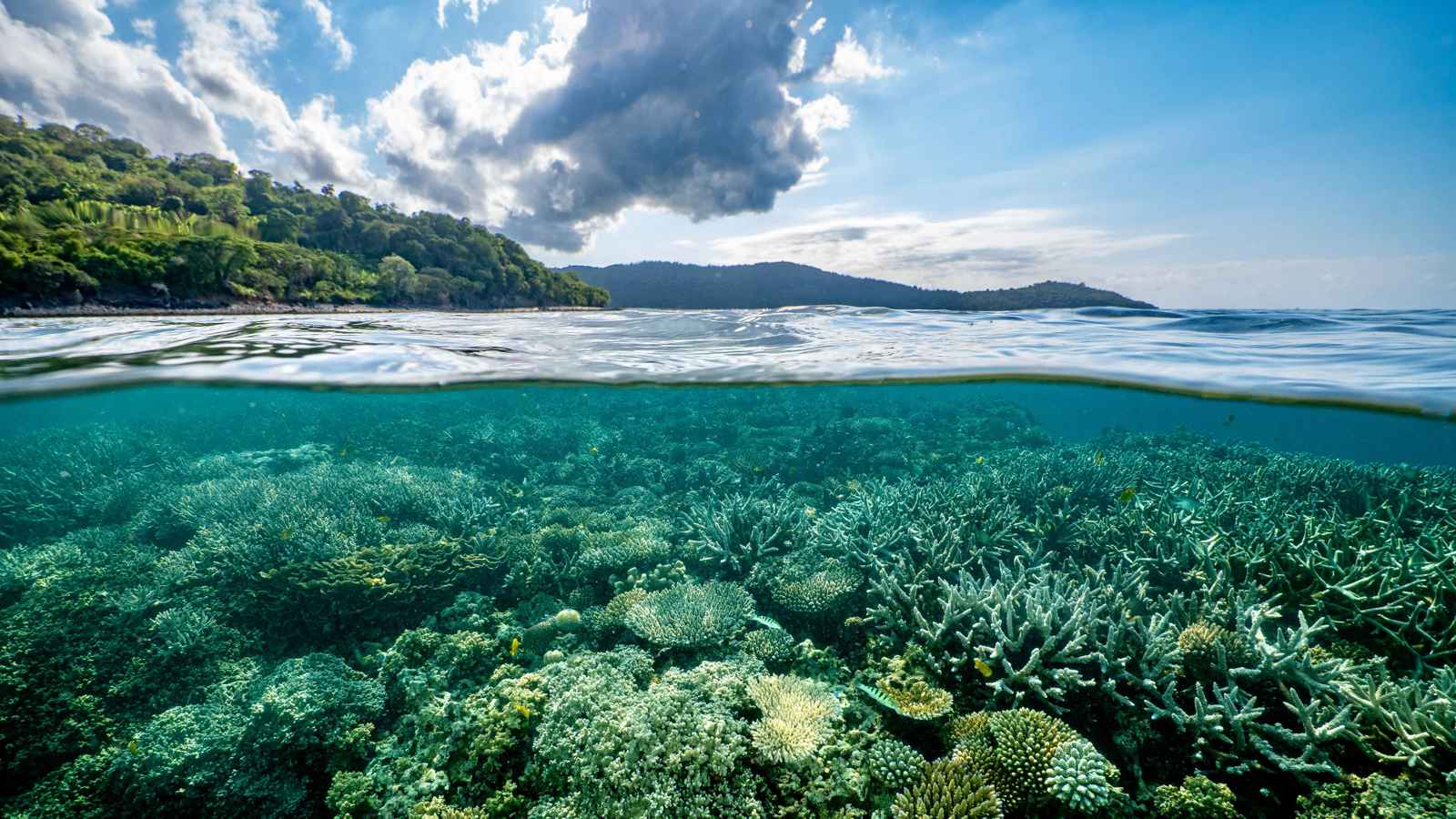 أزمة "تحمض المحيطات" تهدد صلاحية الأرض للسكن