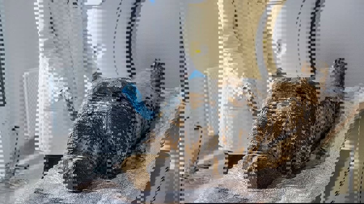 تعرّف على أول مومياء مصرية قديمة حامل في العالم
