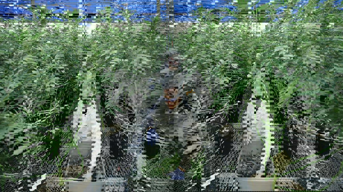 الحكومة المغربية تحدد الأقاليم التي يسمح لها بزراعة "الحشيش الشرعي"