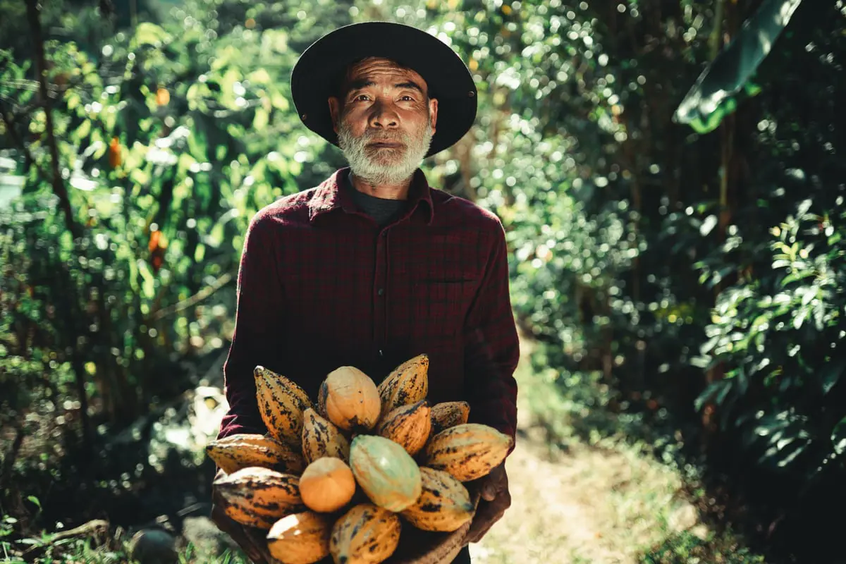 أسعارها تشهد ارتفاعًا تاريخيًّا.. انهيار سوق الشوكولاتة قادم