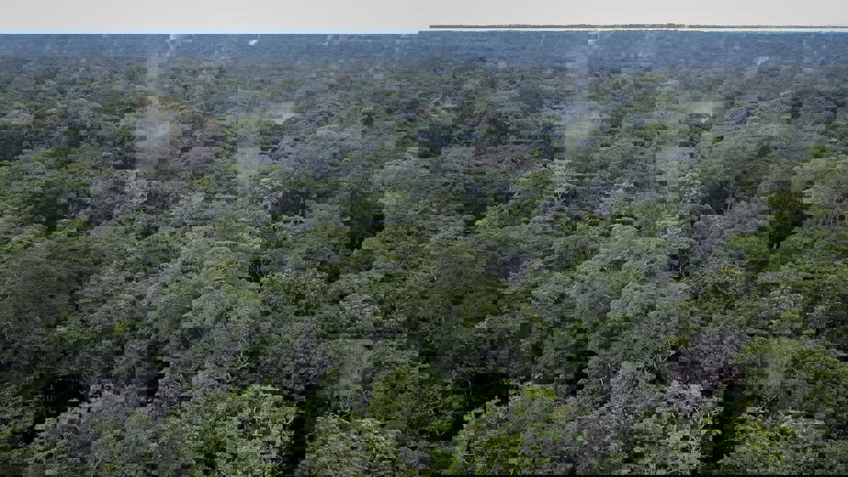 باحثون: تغير المناخ سيحد من قدرة الغابات على سحب الكربون من الجو
