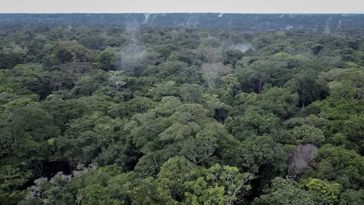 باحثون: تغير المناخ سيحد من قدرة الغابات على سحب الكربون من الجو