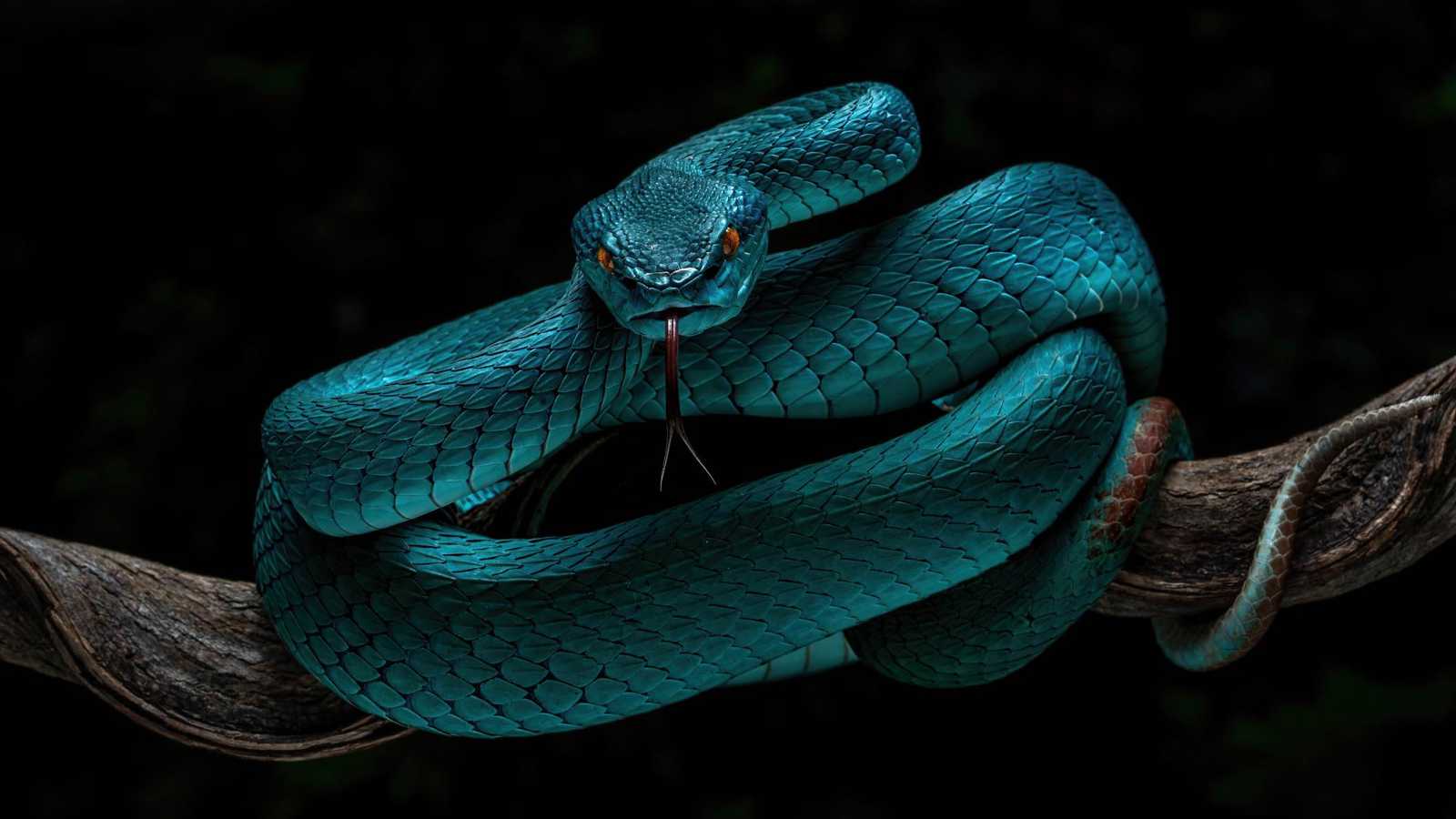 Zootopia 2 يشعل هوس اقتناء الأفاعي الزرقاء السامة في الصين