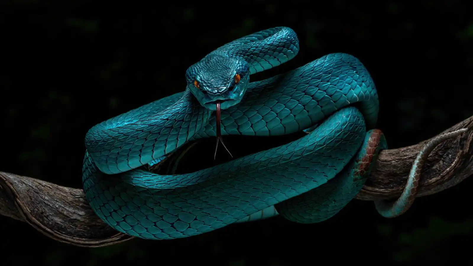 Zootopia 2 يشعل هوس اقتناء الأفاعي الزرقاء السامة في الصين