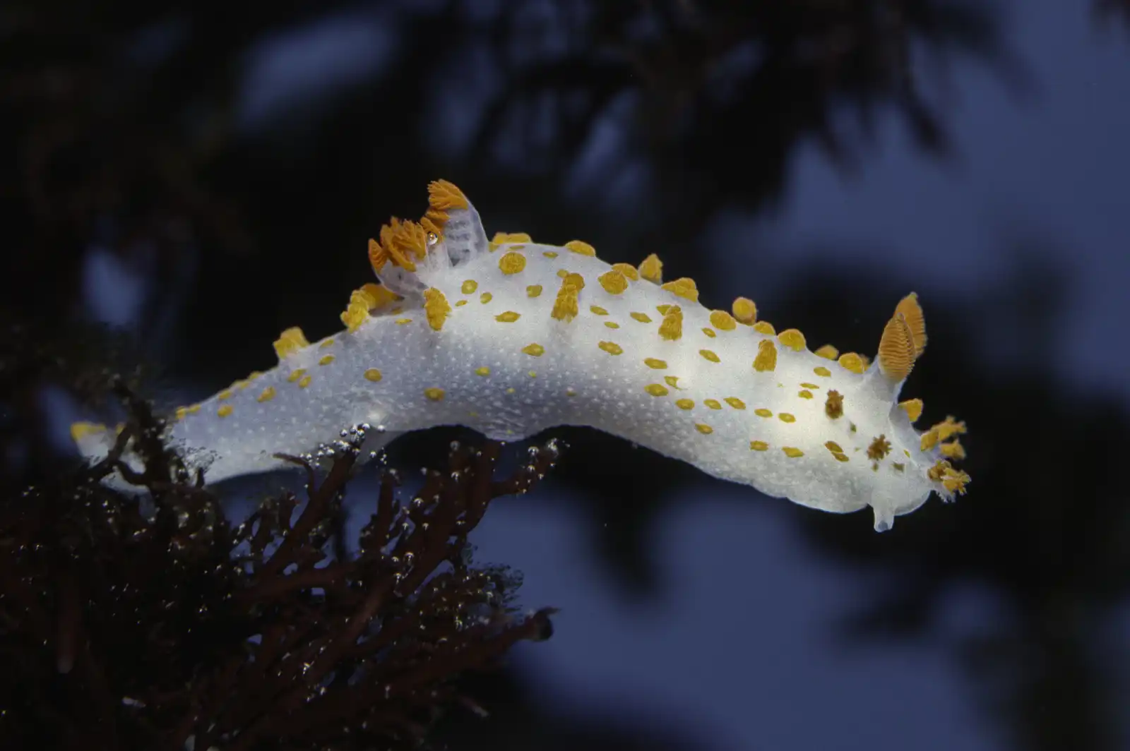 كائنات رخوية 