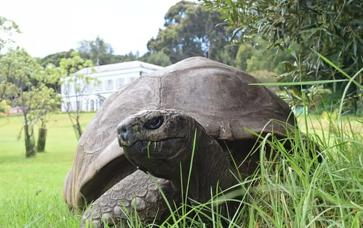 السلحفاة جوناثان