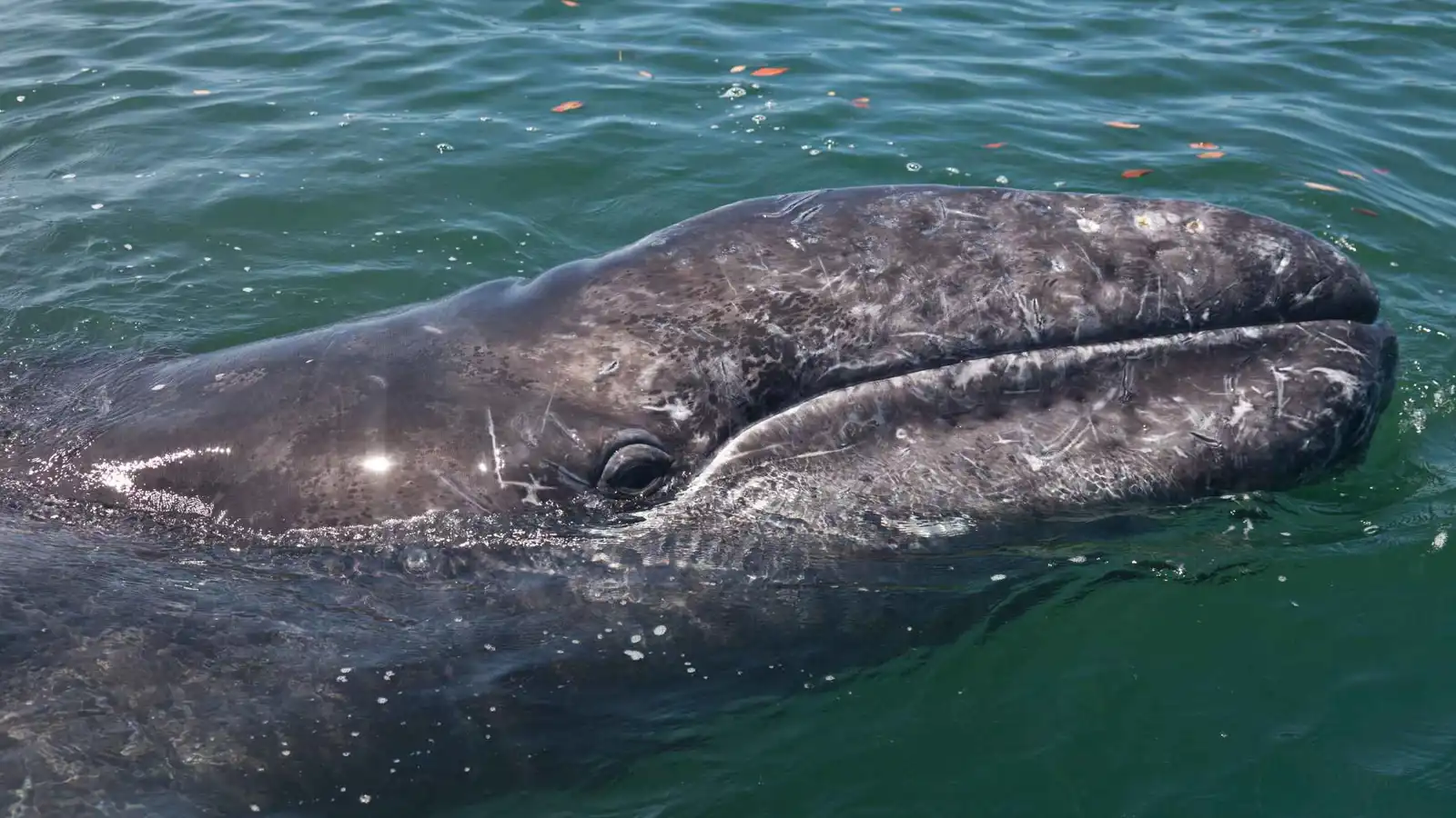 سبب "صادم" وراء النفوق الجماعي للحيتان في خليج سان فرانسيسكو