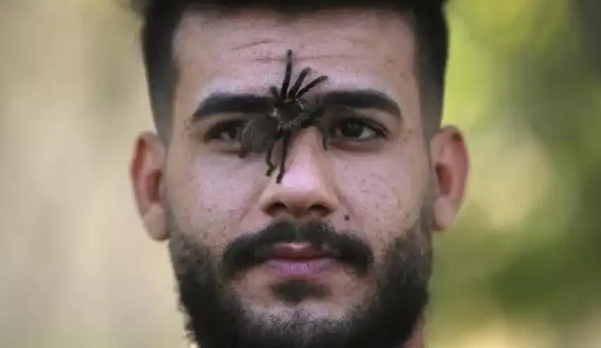 من مهرجان الزواحف في العراق