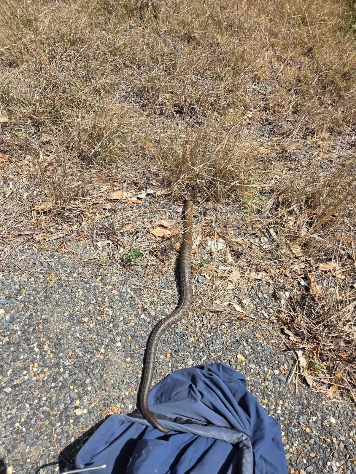 الثعبان السام