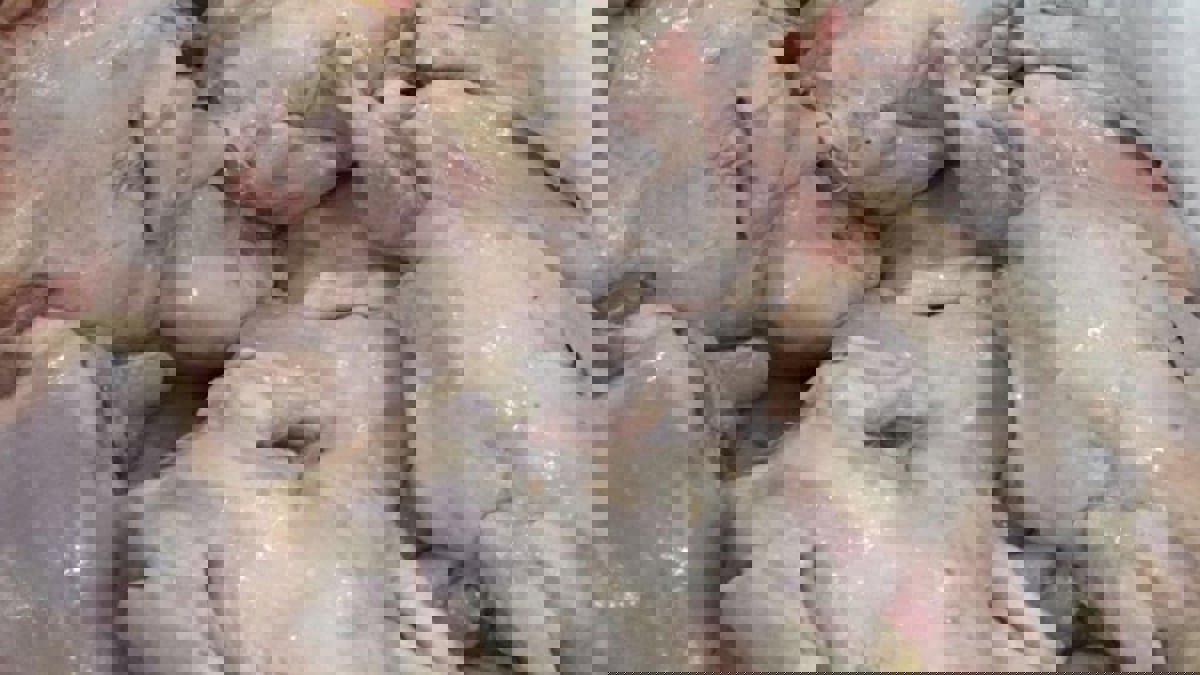 روائح تعفن اللحوم تقود السلطات السعودية إلى شقة سكنية لتقطيع الدجاج الفاسد