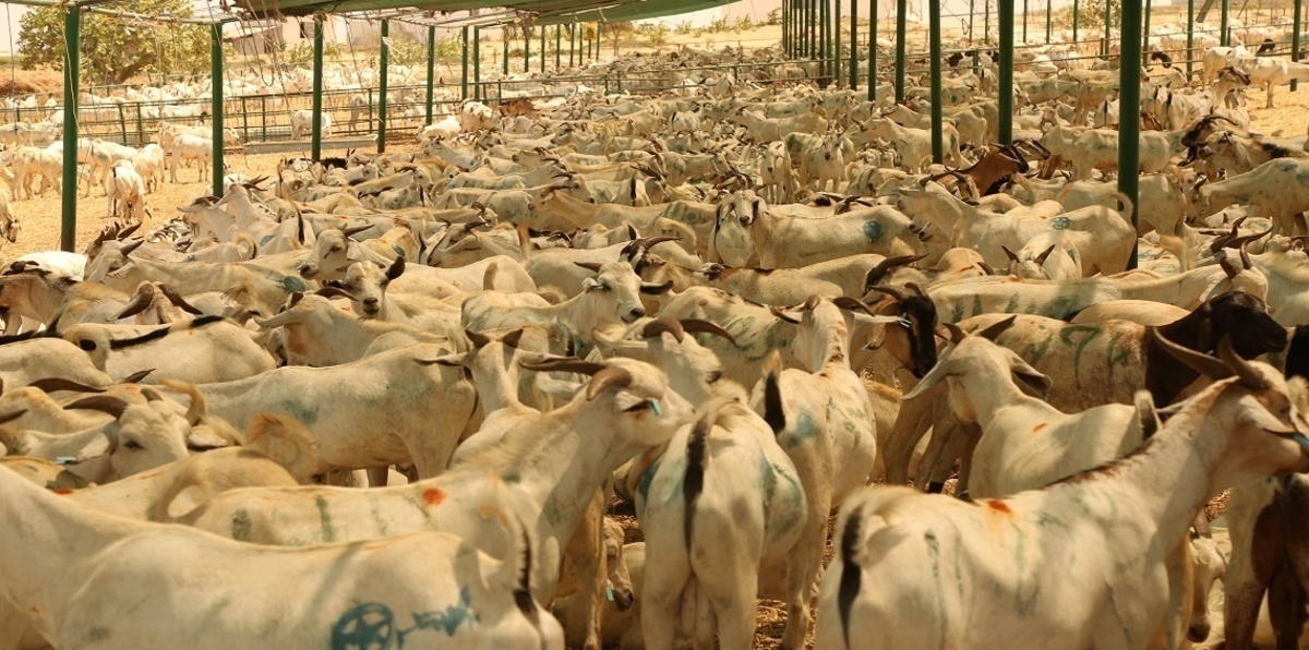 السعودية تفرض حظرًا مؤقتًا على استيراد الحيوانات الحية من نيجيريا