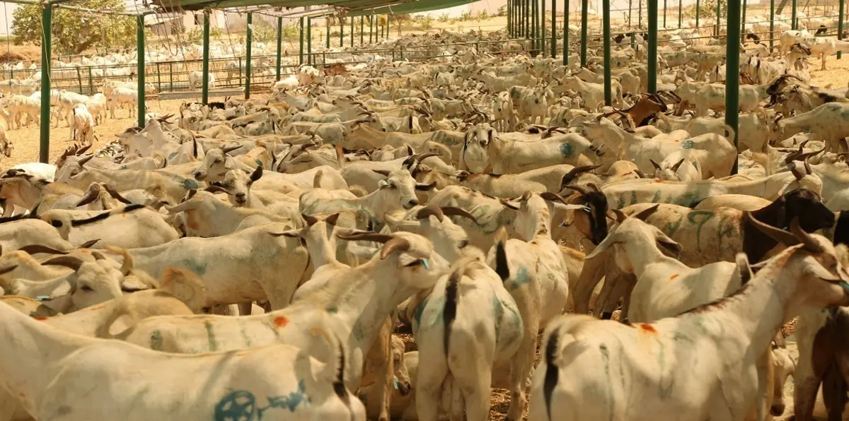 السعودية تفرض حظرًا مؤقتًا على استيراد الحيوانات الحية من نيجيريا