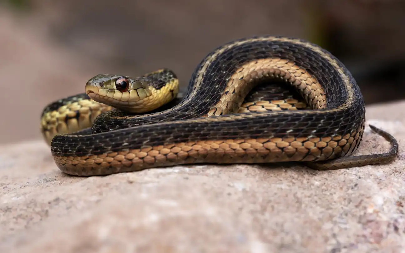 ثعبان الرباط (Thamnophis sirtalis)