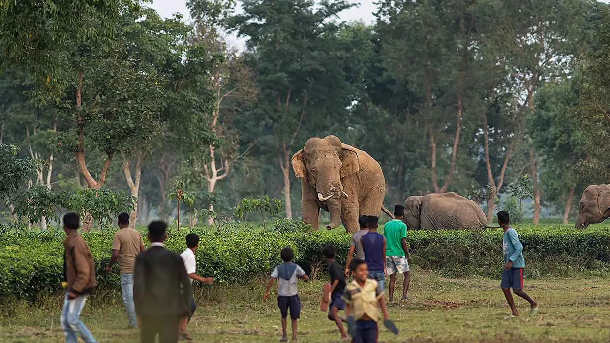 "أصيبت بالذعر".. أفيال تقتل 3 أشخاص في احتفال بالهند (فيديو)