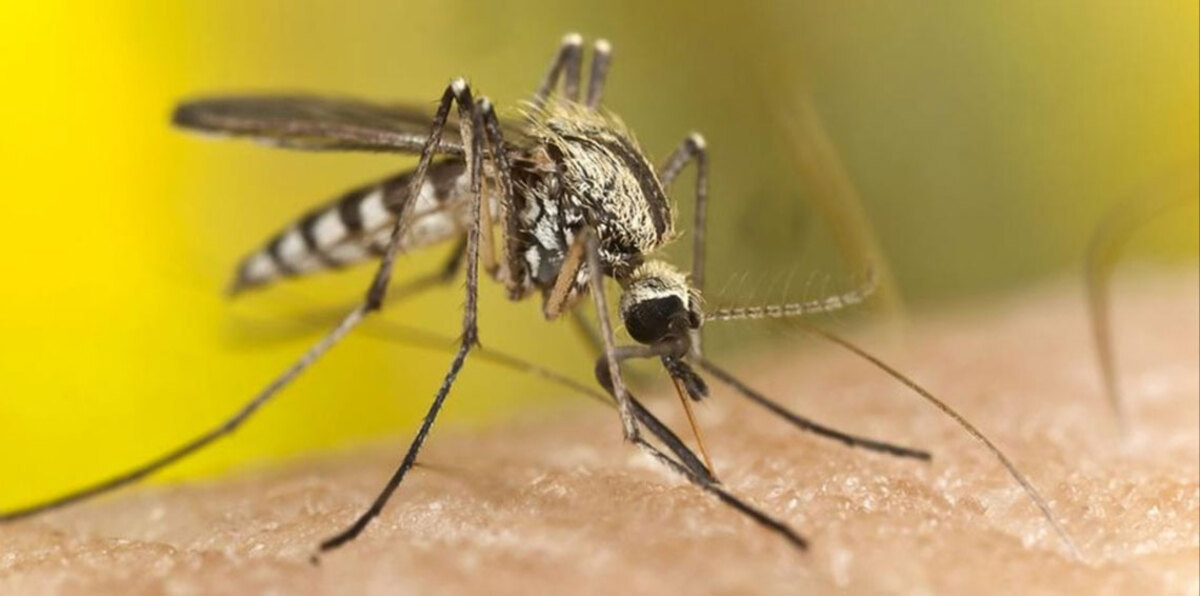 بعد انتشارها في تونس.. الجزائر تستنفر لمنع انتقال "حمّى غرب النيل" إلى أراضيها