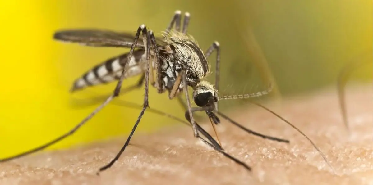 بعد انتشارها في تونس.. الجزائر تستنفر لمنع انتقال "حمّى غرب النيل" إلى أراضيها