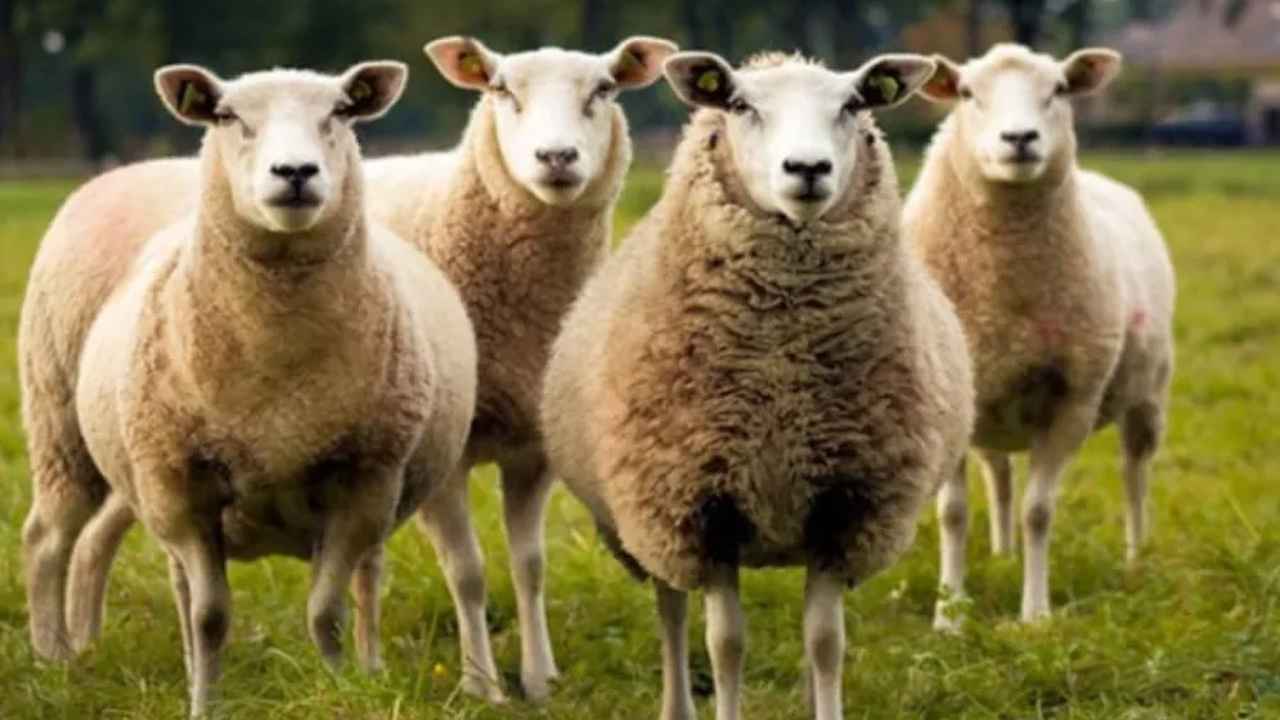 بتوجيه ملكي.. "عيد الأضحى بلا ذبح في المغرب"