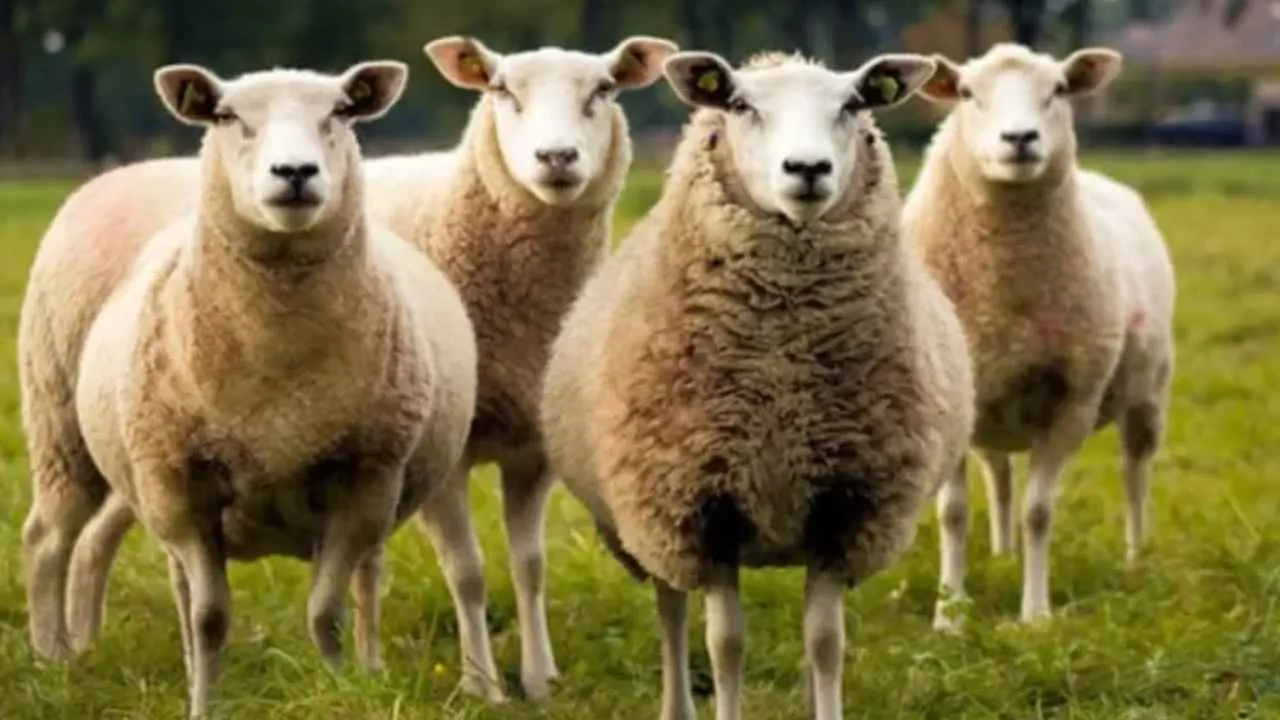 بتوجيه ملكي.. "عيد الأضحى بلا ذبح في المغرب"