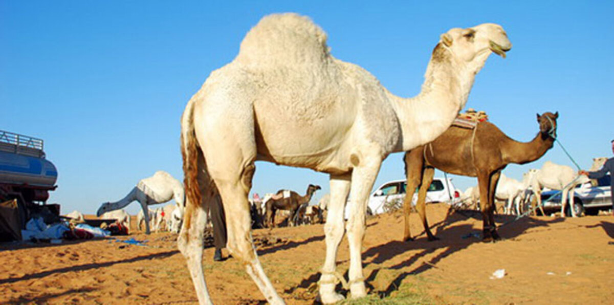 سعودي ينحر ناقة قيمتها 2 مليون ريال