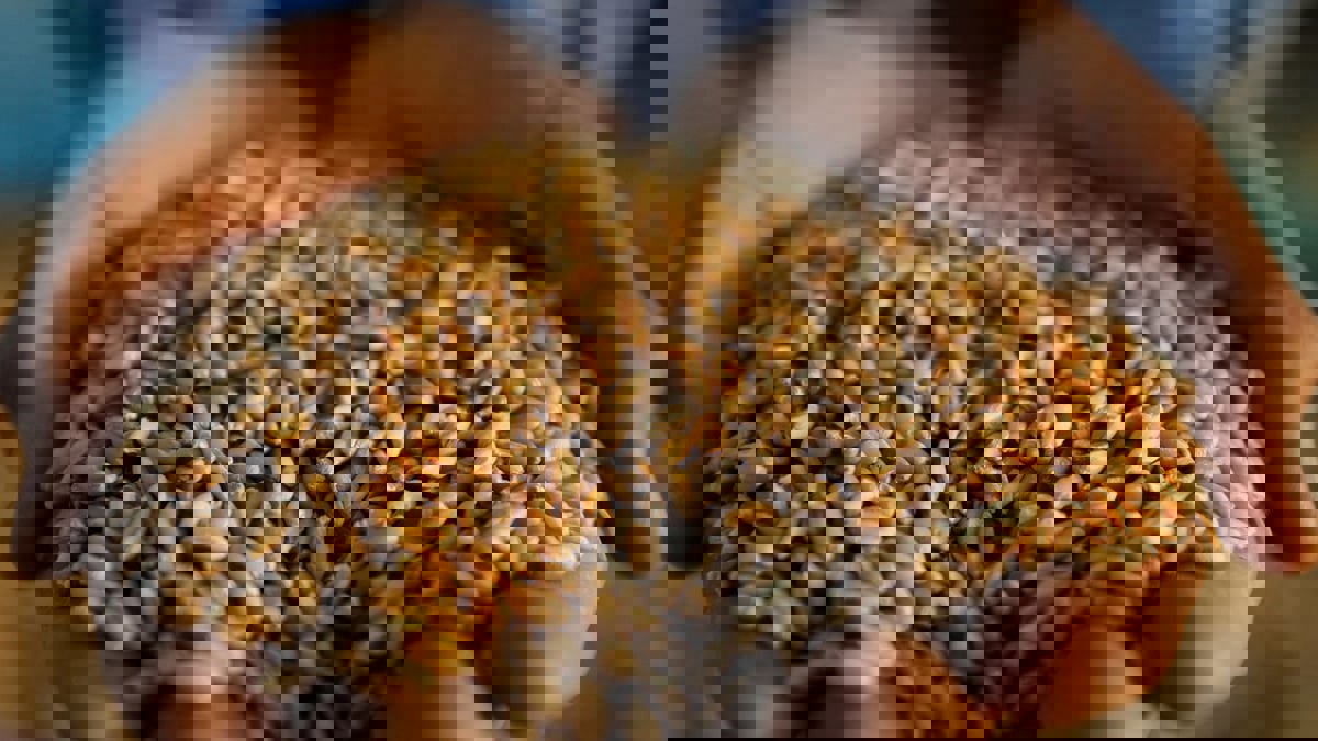 تدابير جديدة تفتح الباب لعودة القمح الفرنسي إلى مصر