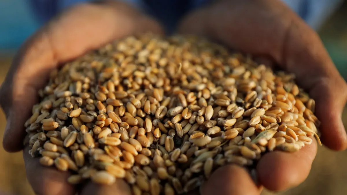 تدابير جديدة تفتح الباب لعودة القمح الفرنسي إلى مصر