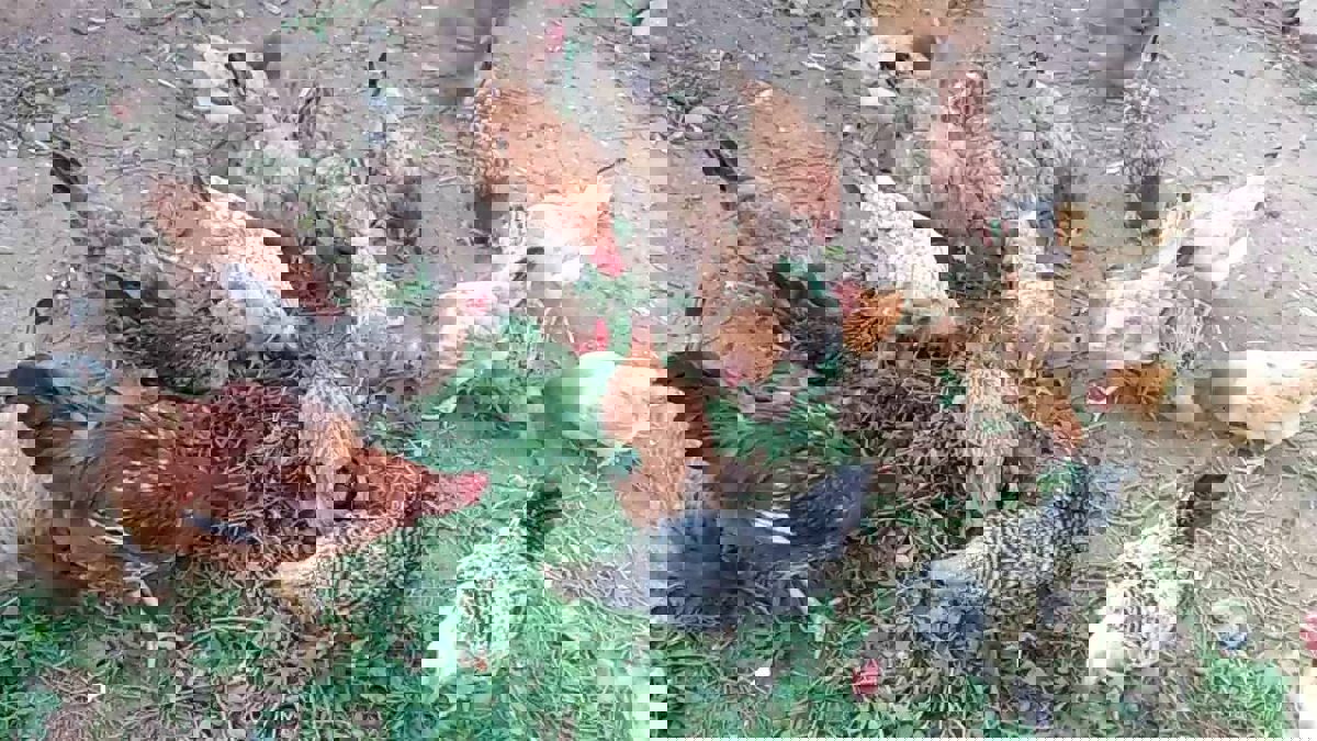 الحكومة السورية توزع الدجاج في الأرياف دعمًا لتربية الدواجن‎