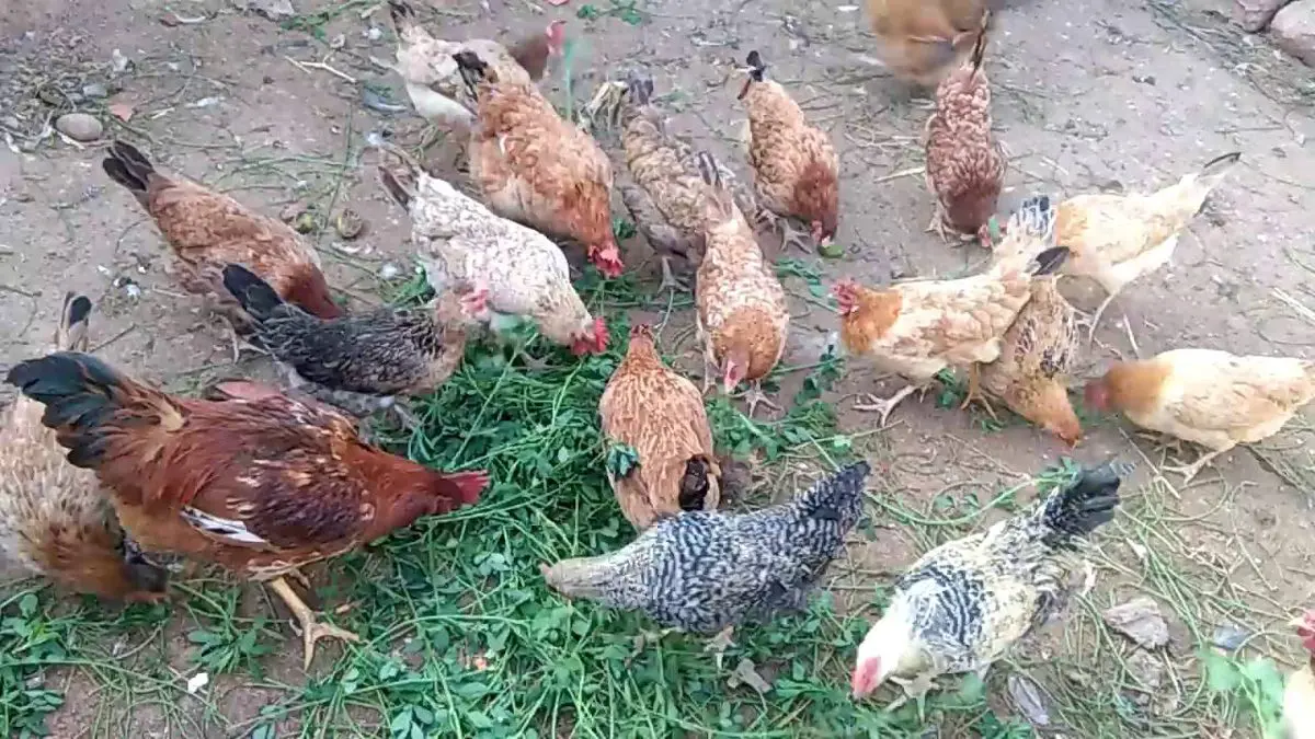 الحكومة السورية توزع الدجاج في الأرياف دعمًا لتربية الدواجن‎