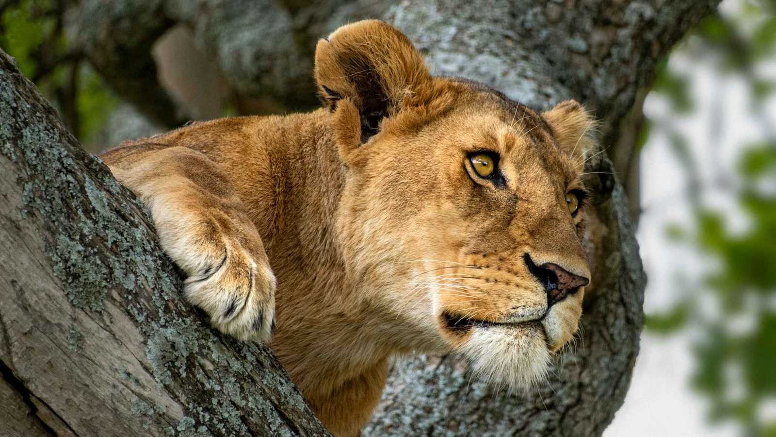 لبؤة تهاجم طفلا في تايلاند.. ورجل ينقذه من الموت (صور)