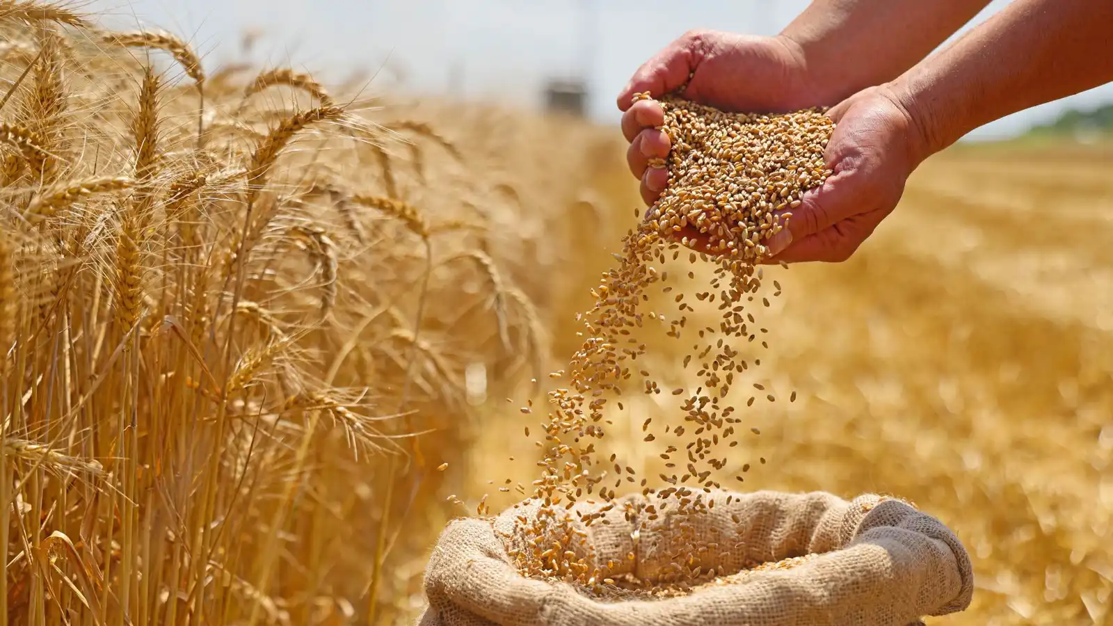 تونس تسلّم العراق مطلوبا زوَّر شهادات استيراد حبوب