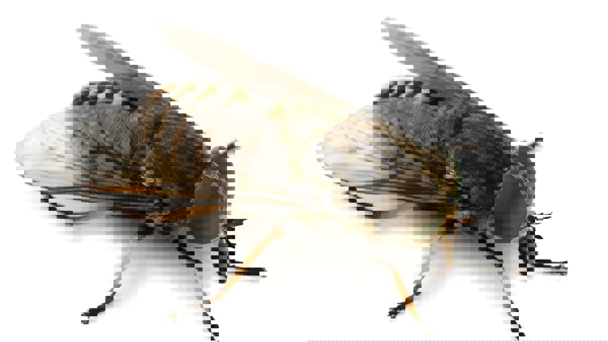 ذبابة حية في أمعاء رجل تصدم الأطباء 