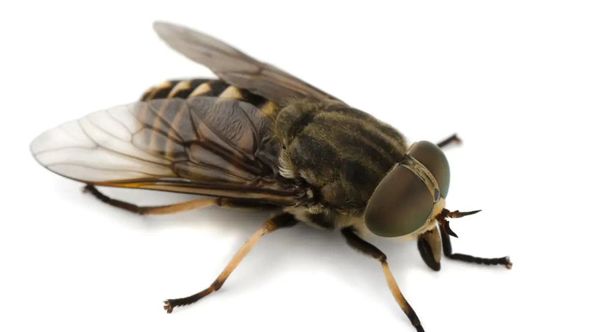 ذبابة حية في أمعاء رجل تصدم الأطباء 