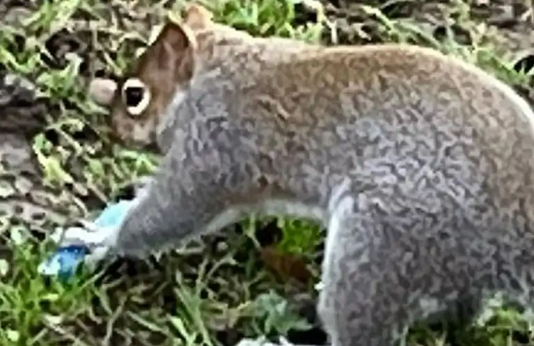 سنجاب يلتقط سيجار الكترونية