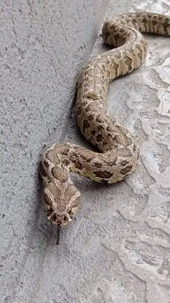 أفعى فلسطين 