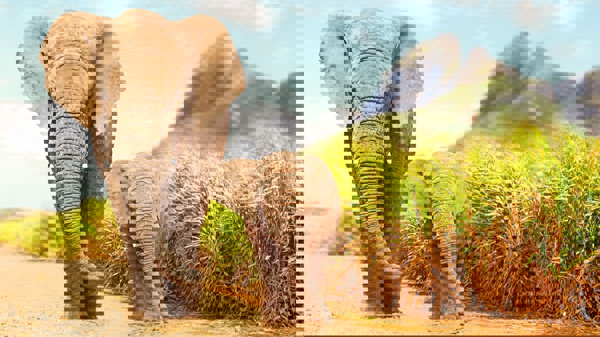 8 حيوانات تنتهج سلوكيات حياتية راقية في مجتمعاتها