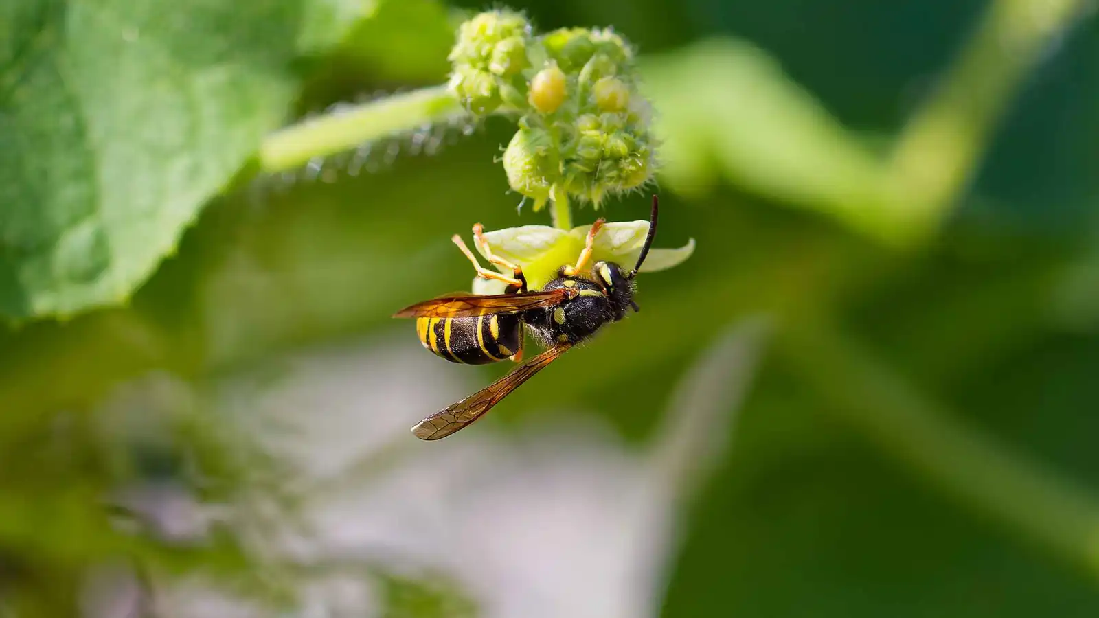 بسم النحل.. اكتشاف سيروم ثوري لتعزيز إنتاج الكولاجين