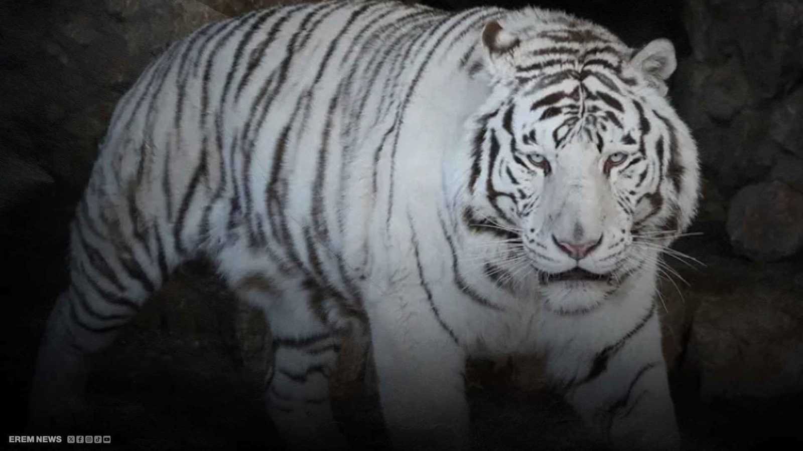 مصر.. سرقة نمر نادر من الساحل الشمالي تثير الجدل