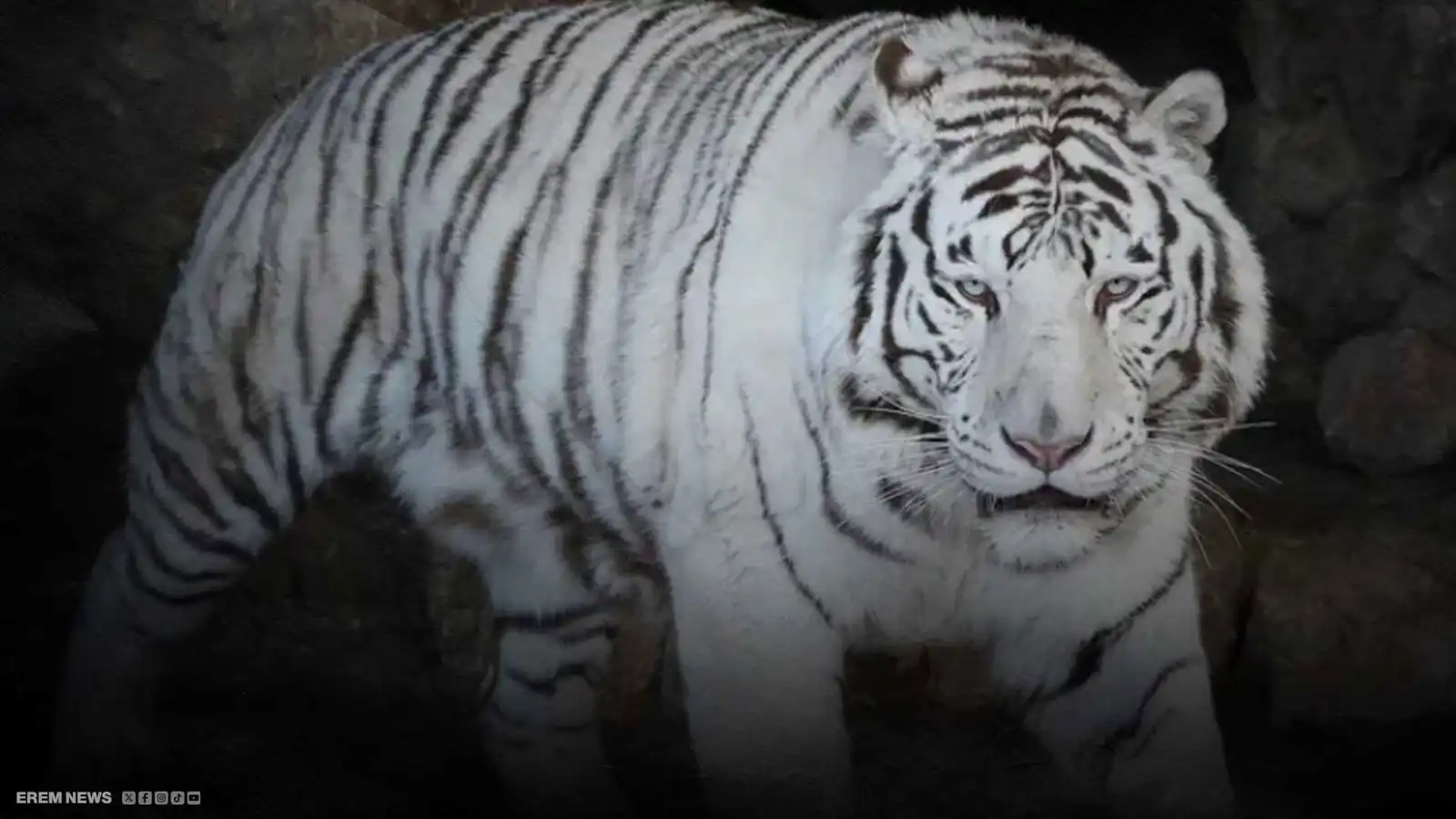 مصر.. سرقة نمر نادر من الساحل الشمالي تثير الجدل