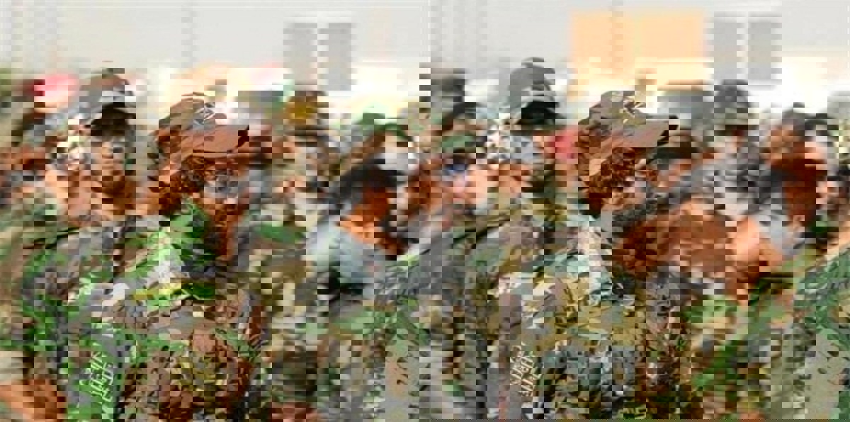 الانسحاب الروسي من سوريا وصدمة الميليشيات الشيعية