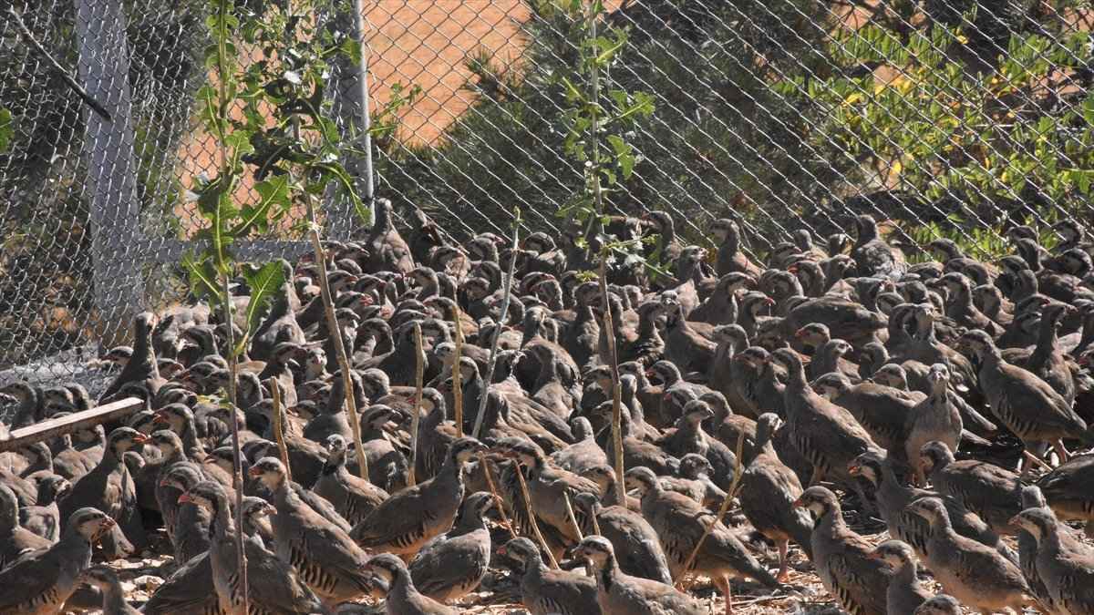 مع ارتفاع عدد ضحاياه.. تركيا تستعين بهذه الطيور للتخلص من القراد