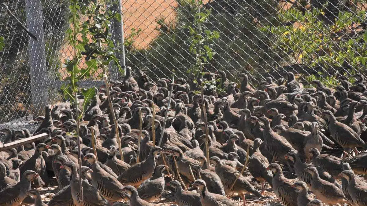 مع ارتفاع عدد ضحاياه.. تركيا تستعين بهذه الطيور للتخلص من القراد