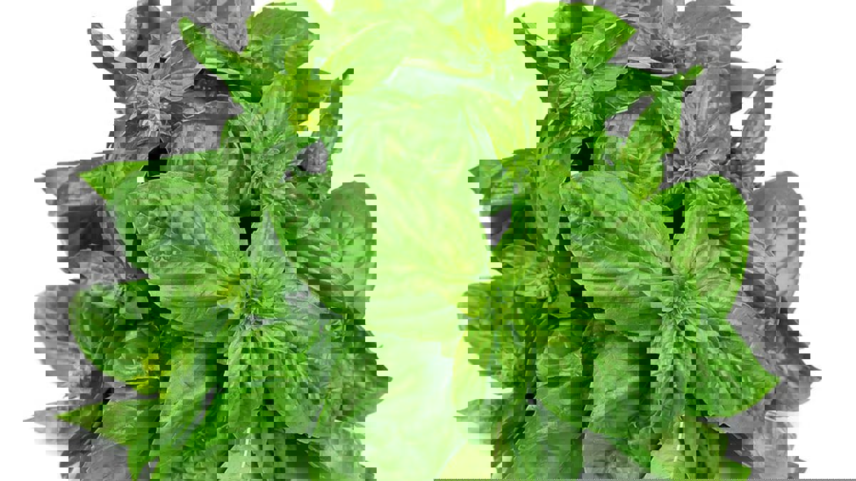 لماذا يكره الذباب النعناع والريحان؟