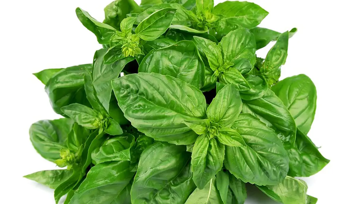 لماذا يكره الذباب النعناع والريحان؟