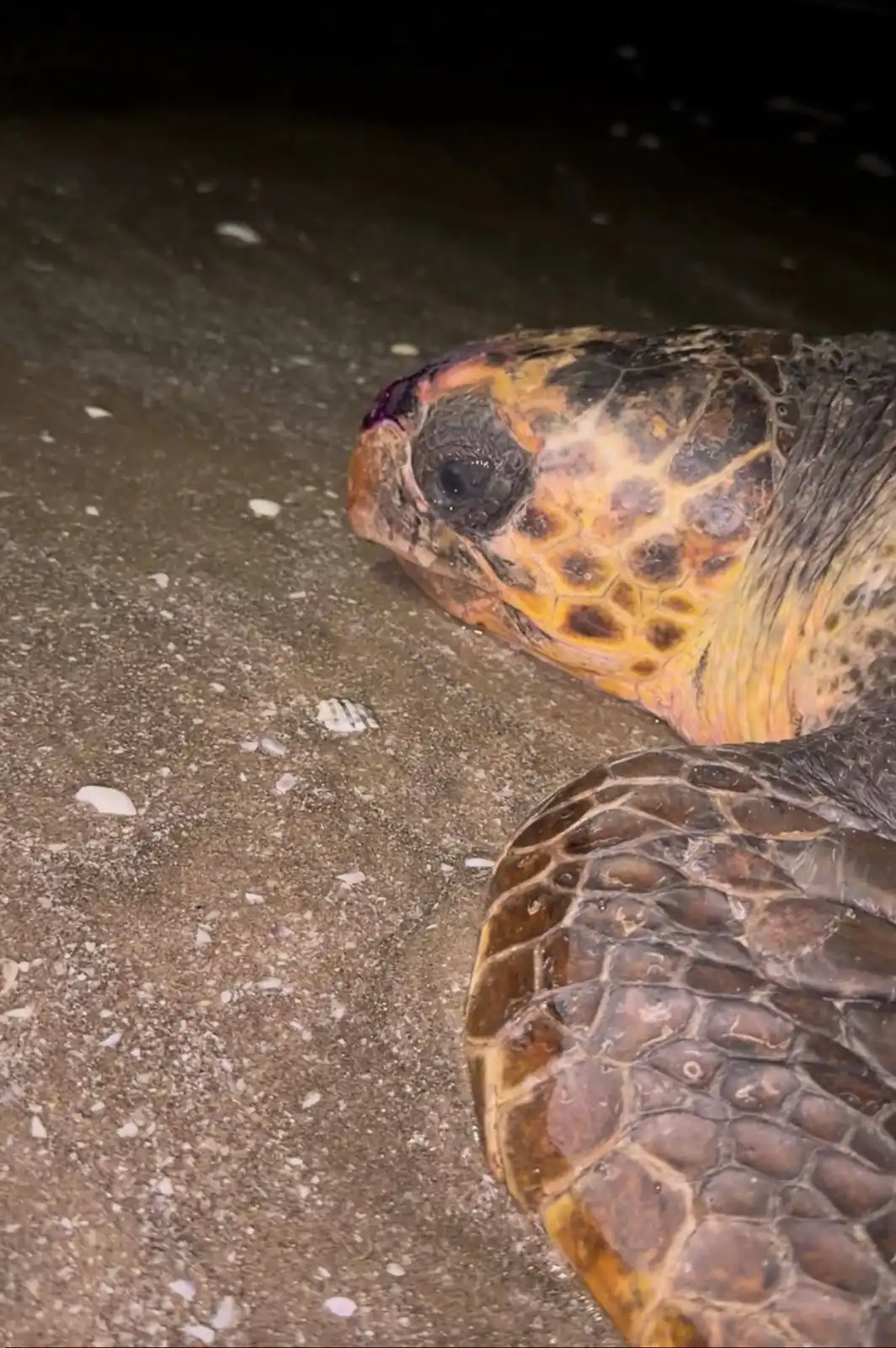 من عملية انقاذ السلحفاة