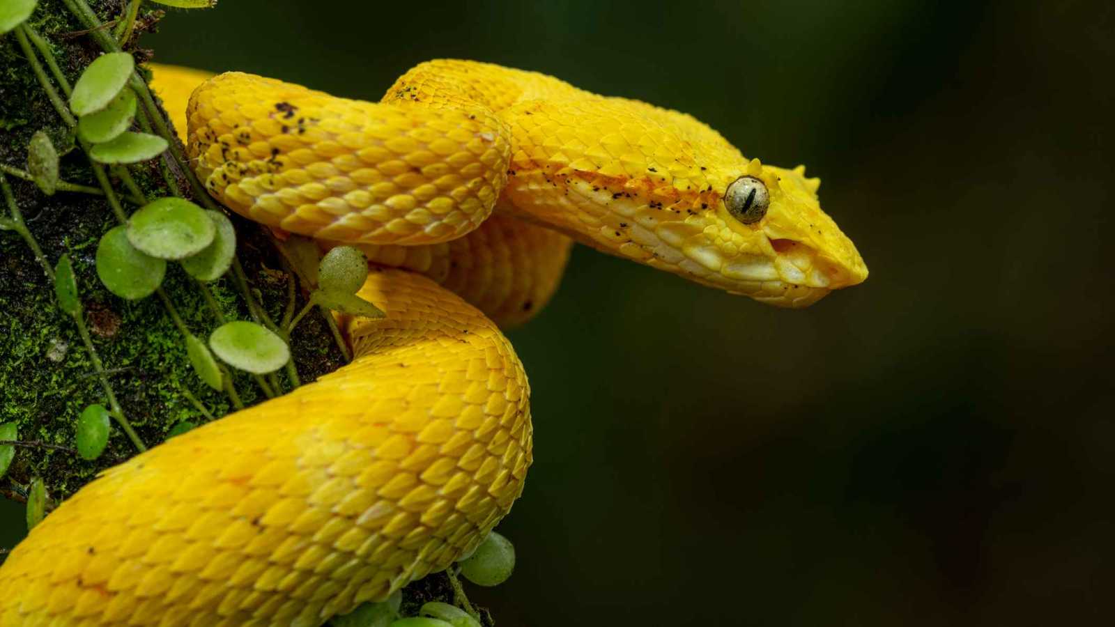 الأفاعي تسللت إلى المطابخ.. الأمطار تحوّل أحياء الهند إلى أوكار