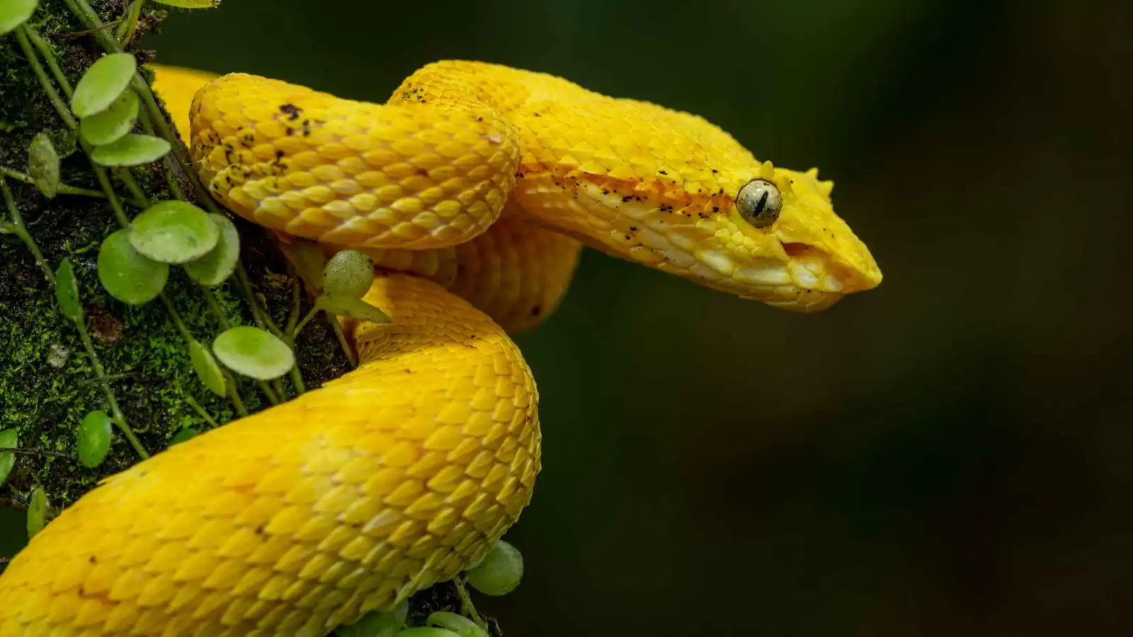 الأفاعي تسللت إلى المطابخ.. الأمطار تحوّل أحياء الهند إلى أوكار