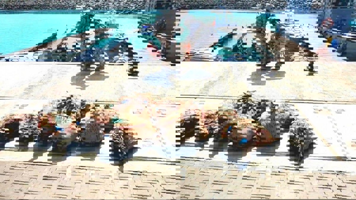 السلطات السعودية تحبط محاولات تهريب مواد مخدرة