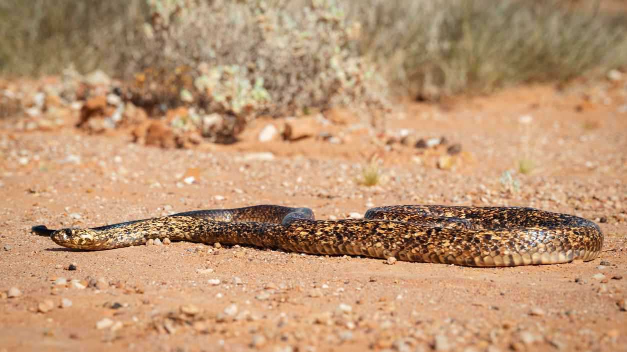 ما سر انسياب الثعابين بسلاسة حتى على الأسطح الخشنة؟