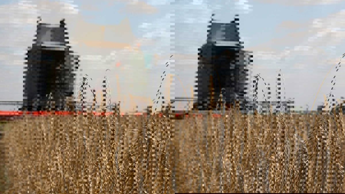 روسيا تتصدر قائمة مصدري القمح في العالم 